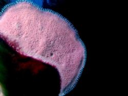 Nothing but a beautiful pink sponge with a black bacgroun... by Carlo Greco 